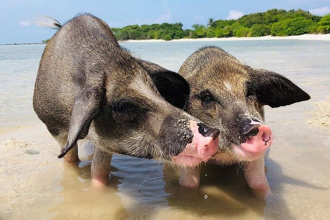 Pig Feeding, Kayaking, Snorkeling Trip at Pig Island By Speedboat From Koh Samui - How the Pig Island Day Works From Koh Samui