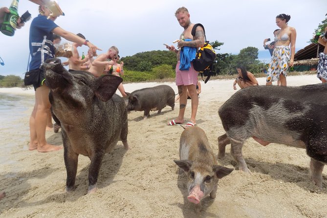 Pig Feeding, Kayaking, Snorkeling Trip at Pig Island By Speedboat From Koh Samui - Ko Mat Sum: Kayak Time, Beach Lull, and Lunch on the Island
