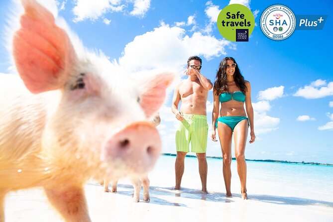 Pig Feeding, Kayaking, Snorkeling Trip at Pig Island By Speedboat From Koh Samui - Koh Tan Snorkeling Hour: Gear Included, So You Can Just Go