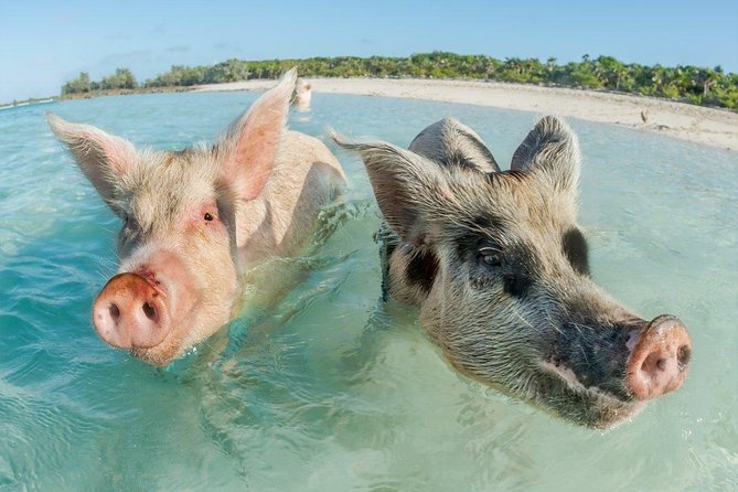 Pig Island Experience By Speed Boat, Snorkeling, Kayaking Relaxing on the Beach - Pig Island / Pig Beach: rescued pigs, feeding fun, and what to expect on the ground