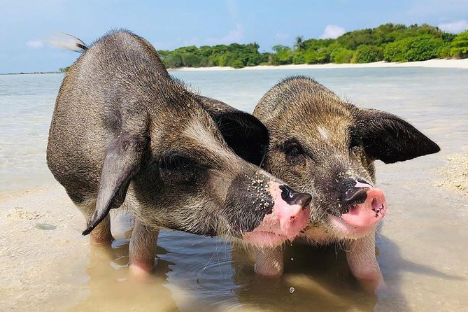 Pig Island Experience By Speed Boat, Snorkeling, Kayaking Relaxing on the Beach - Should you book? My practical take on who it fits best