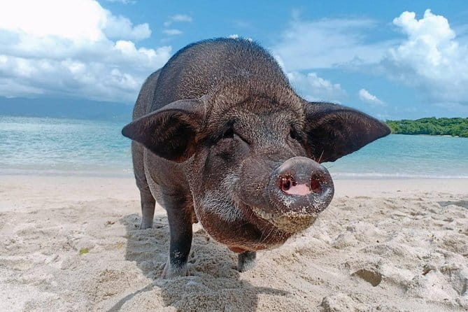 Pig Island & Koh Tan Tour by Speed Boat (Snorkeling & Kayaking) - Quick hits before you go