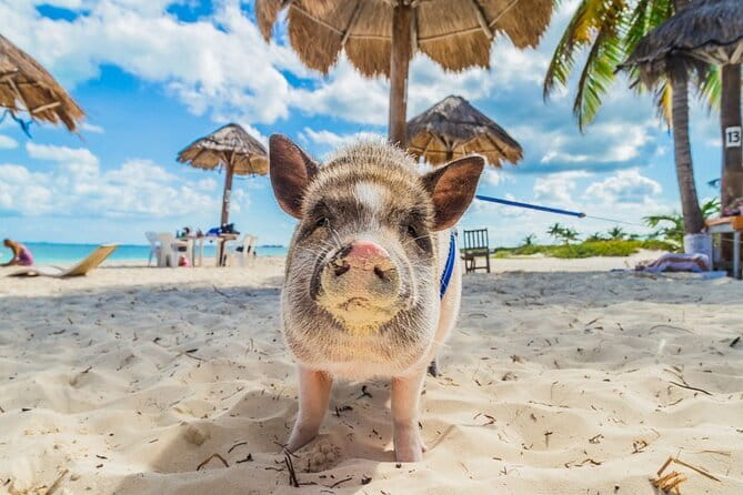 Pig Island & Koh Tan Tour by Speed Boat (Snorkeling & Kayaking) - Koh Tan snorkeling: fish from the surface, reefs as the shelter