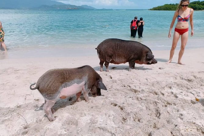 Pig Island & Koh Tan Tour by Speed Boat (Snorkeling & Kayaking) - Koh Mudsum (Pig Island): beach time plus pig encounters
