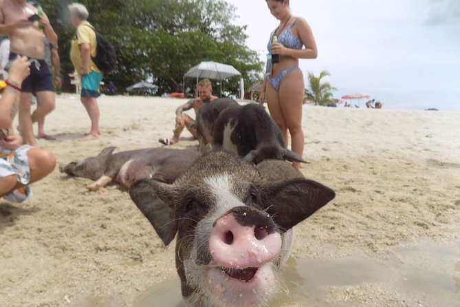 Pig Island Snorkeling & Sightseeing Tour By Speedboat From Koh Samui - The 8:30am Flow: What Your Day Feels Like