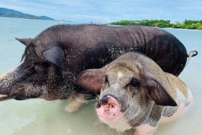 Pig Island Snorkeling & Sightseeing Tour By Speedboat From Koh Samui - Pickup and Speedboat Logistics: Where Most of the Comfort Comes From