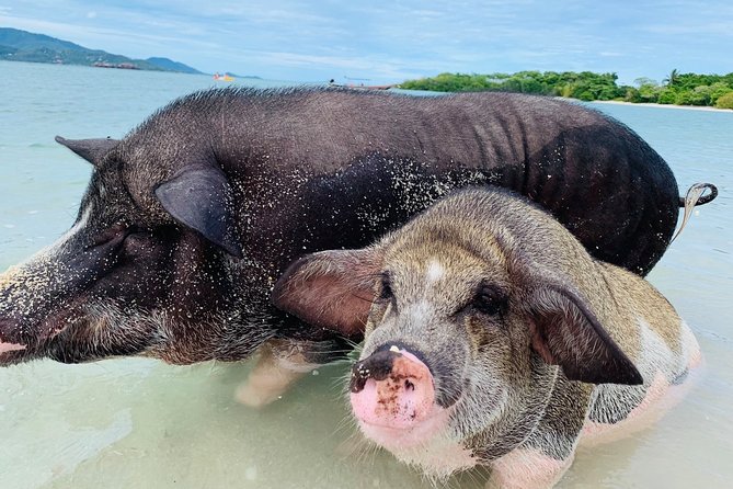 Pig Island Snorkeling & Sightseeing Tour By Speedboat From Koh Samui - Pickup and Speedboat Logistics: Where Most of the Comfort Comes From