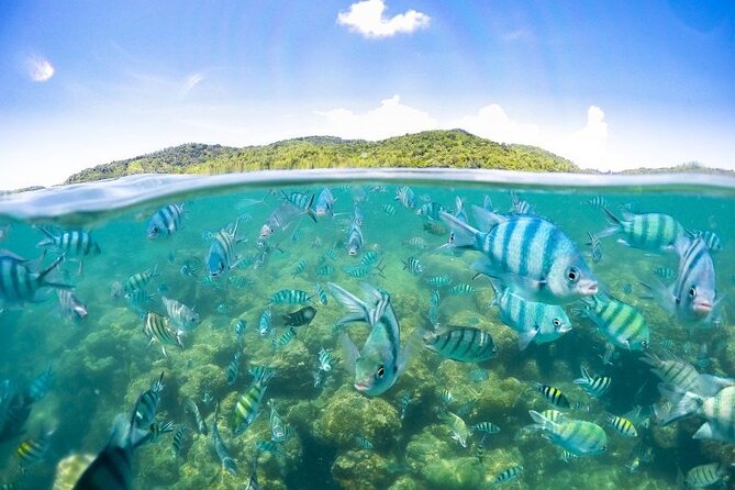 Pig Island Tour by Speedboat with Snorkeling - Lunch on the Koh Tan beach: included value and what to expect