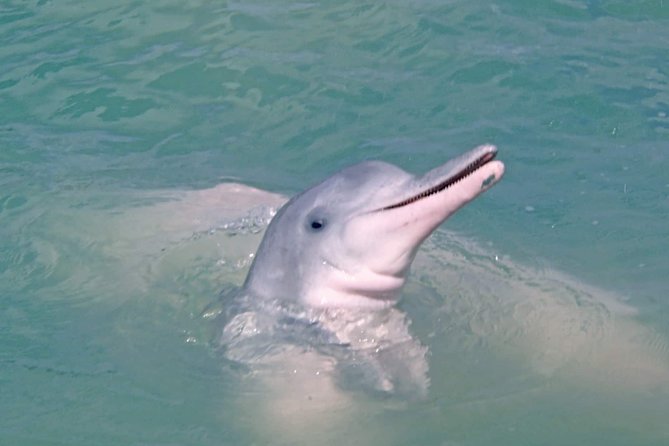 Pink Dolphin Spotting & Pig Island Speedboat Tour From Koh Samui - Price and time: does this $87.19 day feel fair?