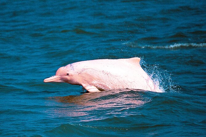 Pink Dolphin Spotting & Pig Island Speedboat Tour From Koh Samui - Stop 1: Khanom coast for dolphin searching and Pancake Rock views