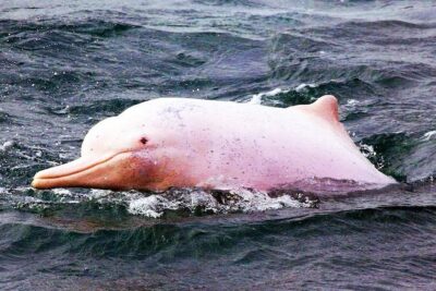 Pink Dolphin Spotting & Pig Island Speedboat Tour From Koh Samui - How the day flows (and where the time really goes)
