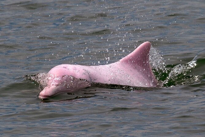 Pink Dolphin Spotting & Pig Island Speedboat Tour From Koh Samui - Stop 2: Koh Tan snorkeling on a reef (and why this part matters)