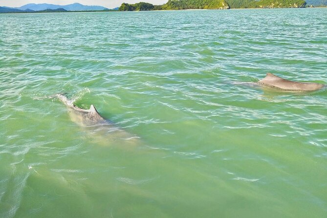Pink Dolphin Spotting & Pig Island Speedboat Tour From Koh Samui - Stop 3: Koh Mat Sum, aka Pig Island, for pigs and beach time
