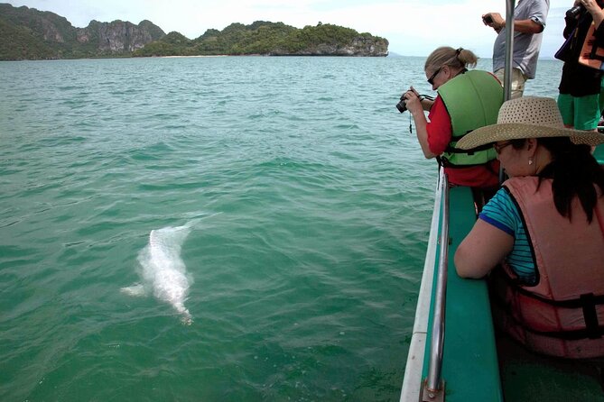 Pink Dolphin Spotting & Pig Island Speedboat Tour From Koh Samui - Dolphins are the star, but you need the right expectations