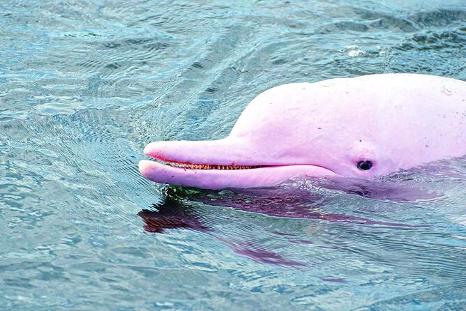 Pink Dolphin Spotting & Pig Island Speedboat Tour From Koh Samui - Crew, gear, and what you’ll actually use