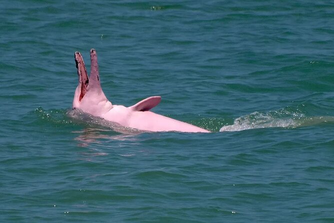 Pink Dolphin Spotting & Pig Island Speedboat Tour From Koh Samui - Lunch and the “quality of the day” factor