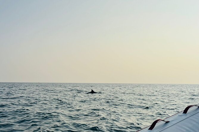 Porec Sunset Shared Cruise on Speedboat with Dolphin Sightseeing - Price and Value: Is $52.51 Worth a Sunset Dolphin Cruise?