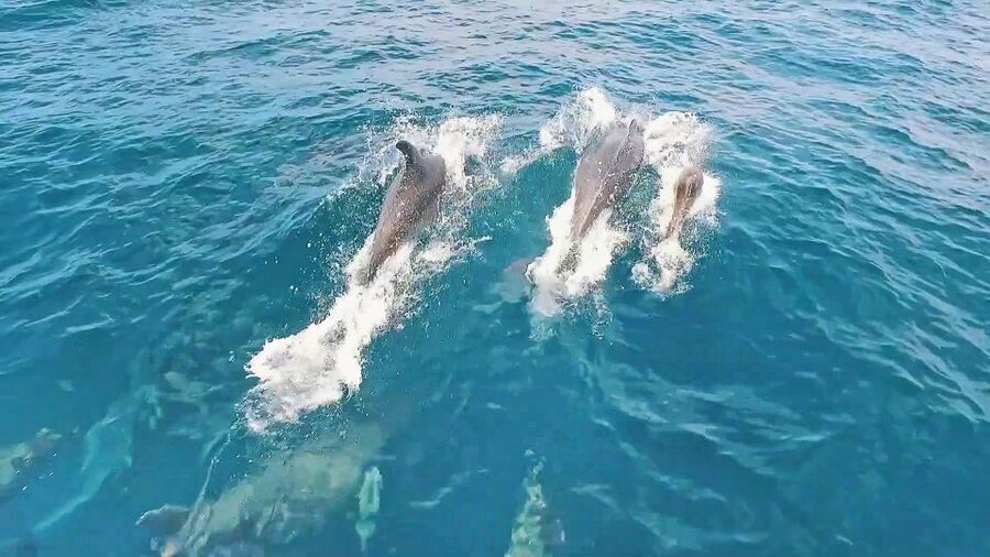 Portimão: Benagil Sea Caves Speedboat Adventure Tour - Final call: should you book this Portimão to Benagil tour?