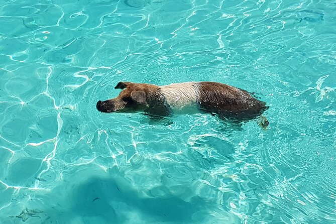 Powerboat and Snorkel Experience with Swimming Pigs and Turtles - Key Highlights You’ll Actually Feel