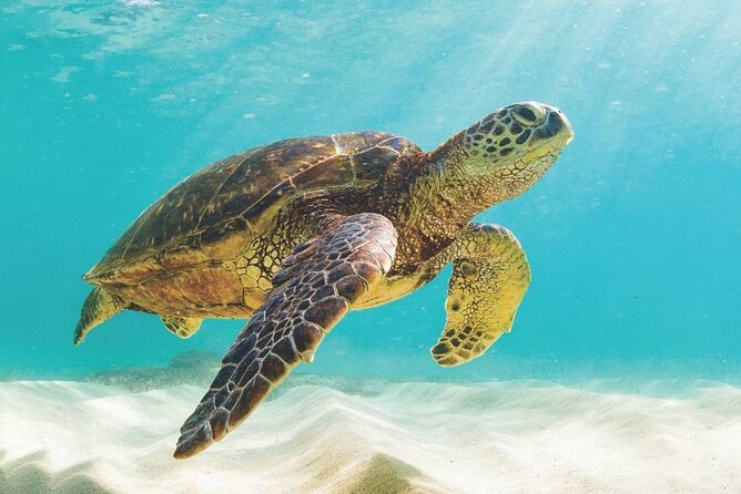 Powerboat and Snorkel Experience with Swimming Pigs and Turtles - First: The 35-foot Donzi Powerboat and Your Getting-There