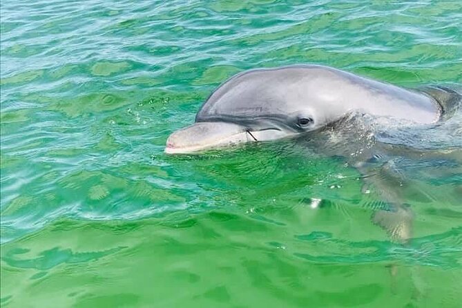 Private 3 Hour Powerboat Dolphin Cruise with Remote Beach Stop up to 6 guests - 5 Key Reasons This Pensacola Dolphin Cruise Works So Well
