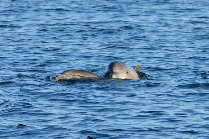 Private 3 Hour Powerboat Dolphin Cruise with Remote Beach Stop up to 6 guests - Private 3-Hour Dolphin Powerboat: What You Really Get