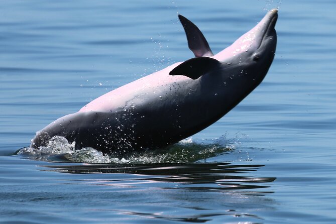 Private 3 Hour Powerboat Dolphin Cruise with Remote Beach Stop up to 6 guests - Remote Beach Stop: Secluded Sand Time Without the Crowds