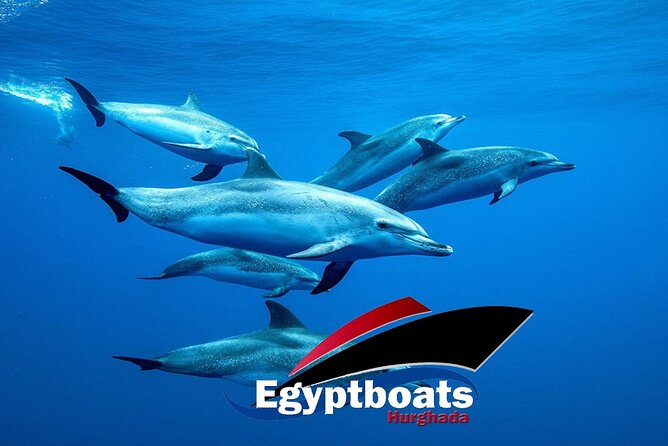 PRIVATE! | 4-hour Speed Boat Trip | Swim With Dolphins, Snorkeling & Island - A Private Speedboat Day on the Red Sea from Marina Hurghada