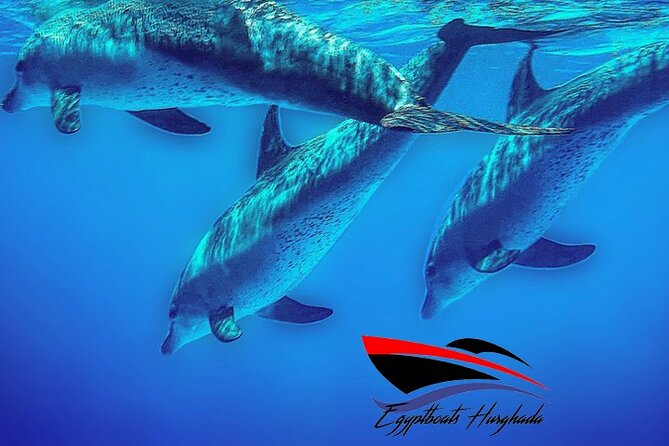PRIVATE! | 4-hour Speed Boat Trip | Swim With Dolphins, Snorkeling & Island - Carless Reef and Omo Gamaar: Short Snorkels in Big Biodiversity