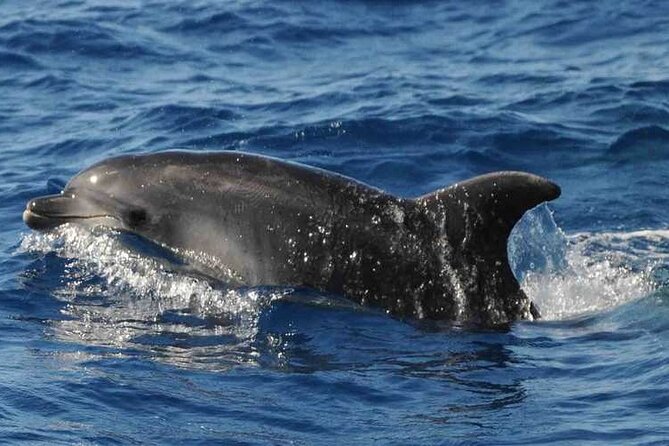 Private Glamorous Speedboat in Tenerife with Snacks & Drinks - Atlantic Wildlife Time: Chasing Pilot Whales and Dolphins