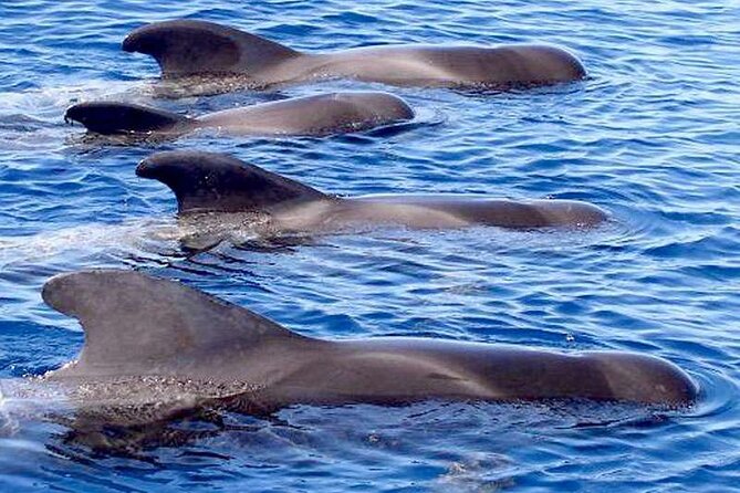 Private Glamorous Speedboat in Tenerife with Snacks & Drinks - Price and Value: What $541.85 Covers (and Why It Can Be a Deal)