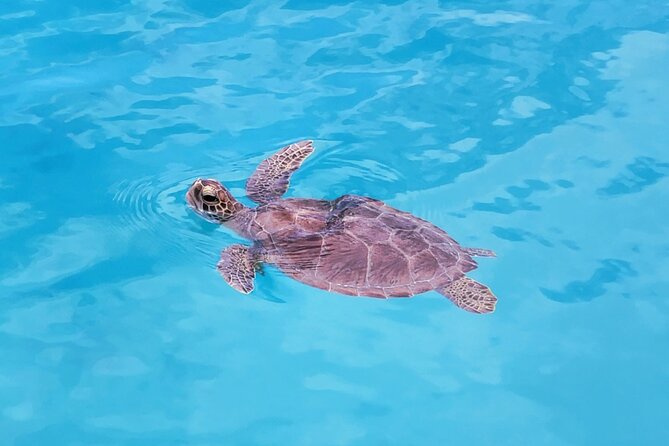 Private Speed Boat Charter in St Maarten & Nature Reserve - Tintamarre Island: Uninhabited Water Time and Sea Turtle Possibilities