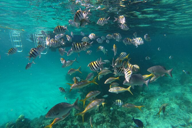 Private Speed Boat for Snorkeling or Fishing in Nassau - 34ft - Picking your route: Paradise Island, nearby beaches, and classic islands