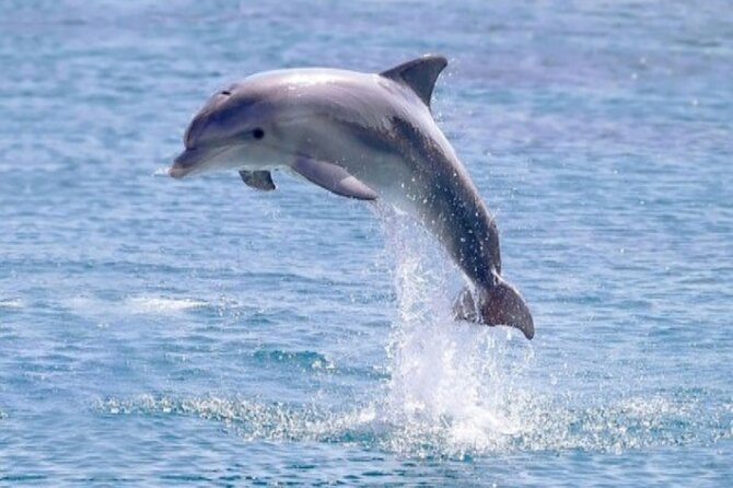 Private Speed Boat Snorkeling with Dolphins Trip - Hurghada - Onboard comfort: fruit, snacks, soda, and the reality of sea spray