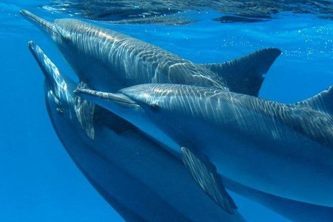 Private Speed Boat & Swim With Dolphins & Water Sports-hurghada - Dolphin House: The 45-Minute Speedboat Run and What You’re Really Doing There