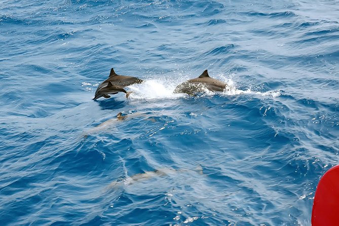 Private Speed Boat to Magawish Island's Hidden Wonders - Hurghada - Price and value: what $70 really turns into