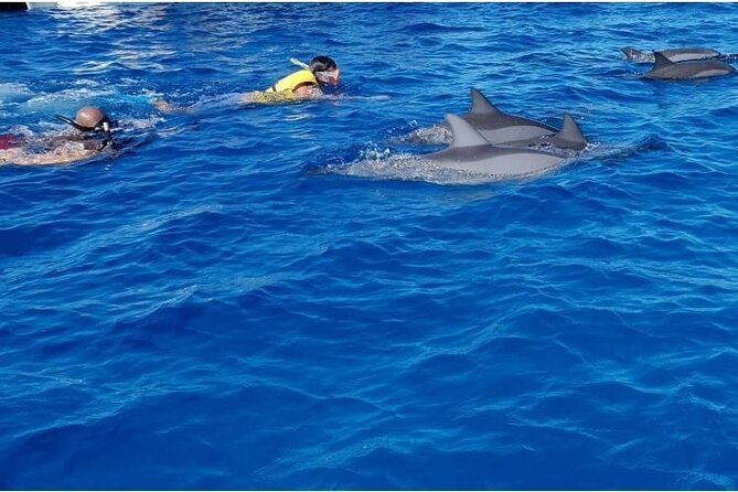 Private Speed Boat Tour and Dolphin Encounter at Ile aux Benitier - Should you book the Ile aux Benitier dolphin speed boat tour?