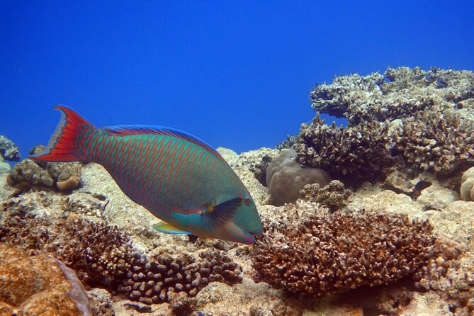 Private Speedboat Excursion Dolphin House Discovery - Hurghada - Price and value: what $55 covers (and what costs extra)