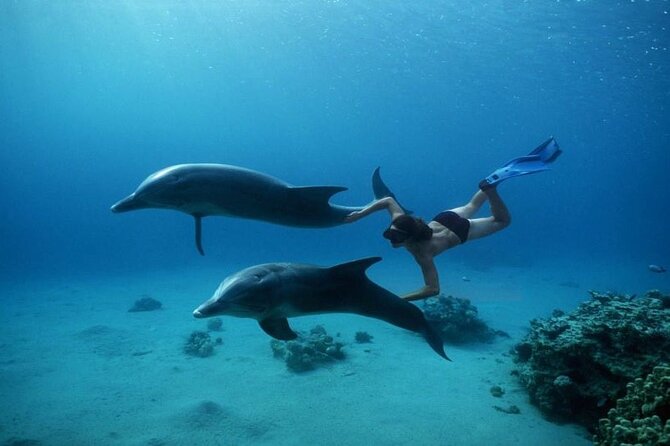 Private Speedboat Excursion Dolphin House Discovery - Hurghada - Who should book this Dolphin House speedboat (and who should skip it)