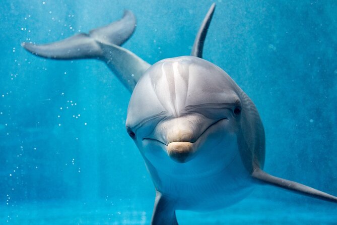Private Speedboat Excursion Dolphin House Discovery - Hurghada - Dolphin House snorkeling: gear, safety, and that dolphin moment