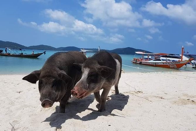 Private Speedboat Koh Tan & Pig Island Snorkeling from Samui - Timing, Pace, and Who This Works Best For