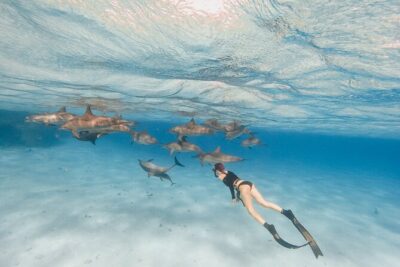 Private Speedboat swimming and Dolphin Watching in Hurghada - Swimming and Snorkeling: What You Actually Get (and What Helps You Feel Confident)