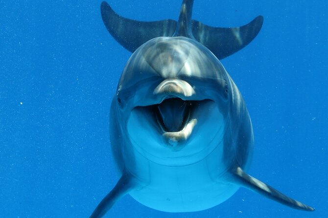 Private Speedboat To Dolphin House With Parasailing - Hurghada - A Private Dolphin House + Parasailing Trip That Fits Real Schedules