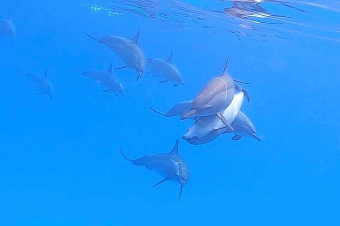 Private Speedboat To Dolphin House With Parasailing - Hurghada - Dolphin House Time: Snorkeling With Real Safety Support