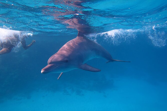 Private Speedboat To Dolphin House With Parasailing - Hurghada - Price and Value: Does $80 Per Person Make Sense?
