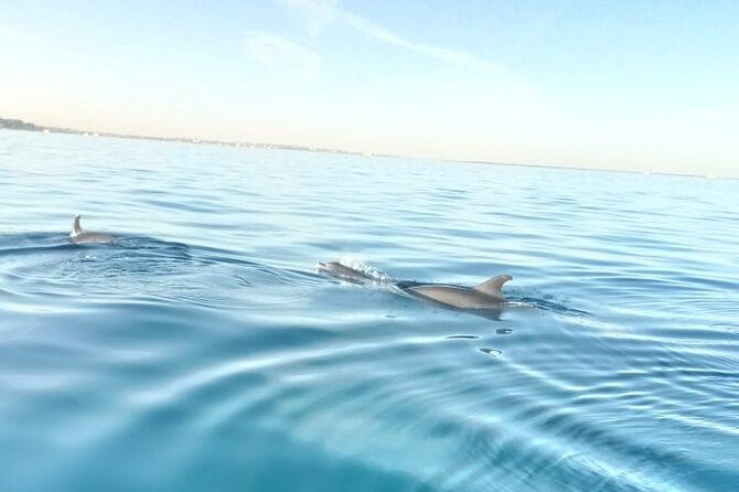PRIVATE TOUR ! 4-Hours Swiming with dolphins, snorkeling, island by speed boat - What You Get From a 4-Hour Private Express Boat