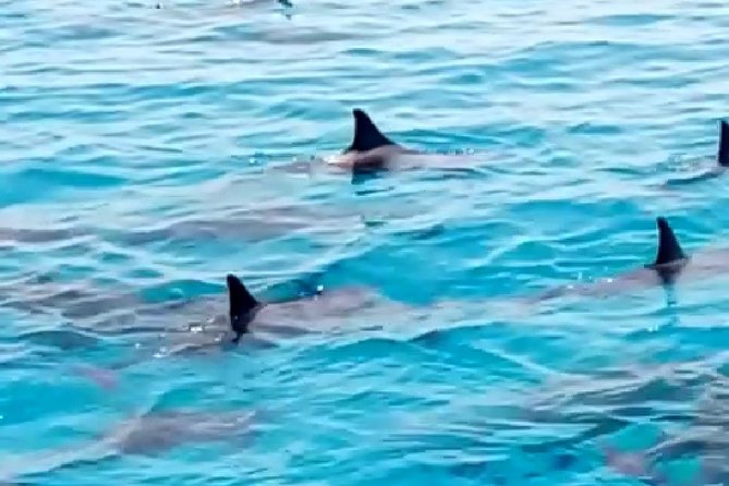 PRIVATE TOUR ! 4-Hours Swiming with dolphins, snorkeling, island by speed boat - Dolphin Time: Swimming in a Known Red Sea Hotspot