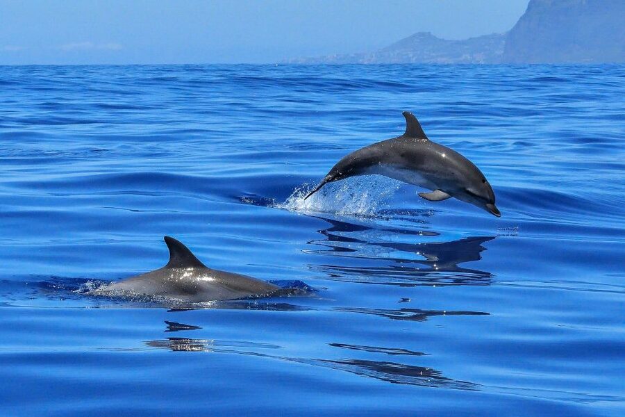 Puerto Colon: Dolphin and Whale Watching Speedboat Cruise - The Route Along South Tenerife: Ports, Beaches, Natural Swimming Pools