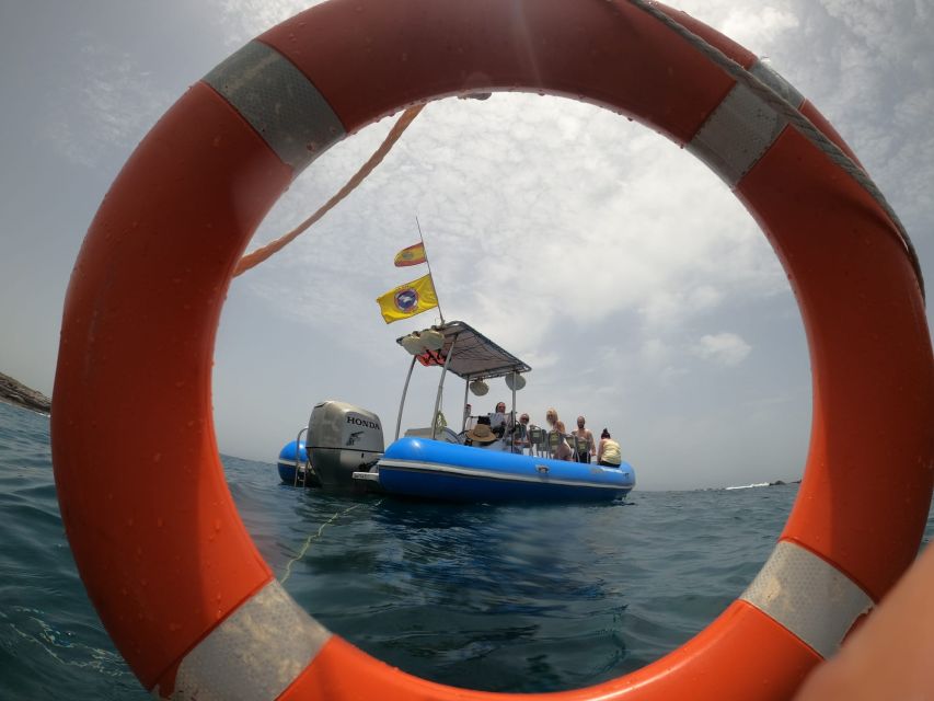 Puerto Colon: Dolphin and Whale Watching Speedboat Tour - The Marine Wildlife Viewing: How Up-Close Usually Stays Respectful