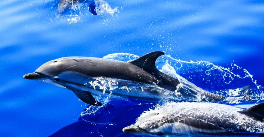 Puerto del Carmen: Dolphin-Watching Speedboat Tour with Swim - Quick hits before you go